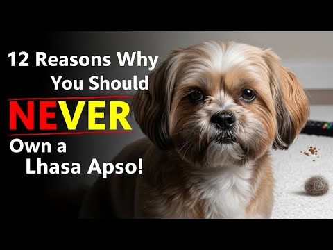 12 Reasons Why You Should NEVER Own a Lhasa Apso! 🐶❌ (The Shocking Truth)