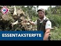 Essen Bentwoud omgezaagd vanwege essentaksterfte