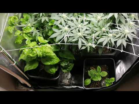 Easy Sativa & Carolina Reaper Day 22 Flo #2
