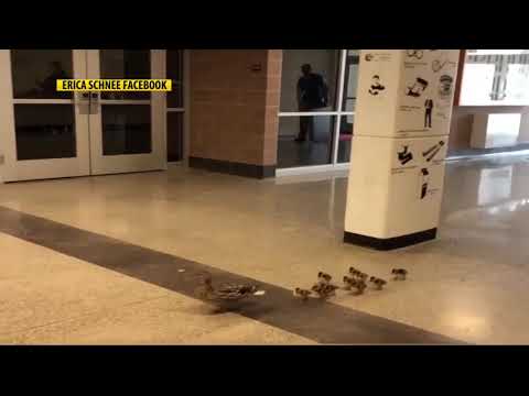 Ducks wander through Bozeman High School
