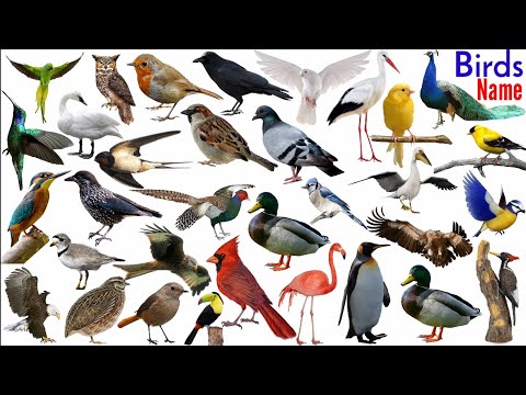 download lagu mp3 mp4 Indian Birds Name In Hindi, download lagu Indian Birds Name In Hindi gratis, unduh video klip Indian Birds Name In Hindi