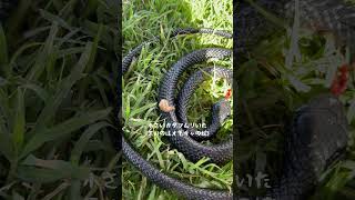 オーストラリアで子連れキャンプ⛺️🇦🇺#オーストラリア#海外生活#キャンプ#子連れ