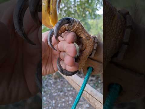 Когти ОРЛАНА  и много крови 😱😱😱 #орланбелохвост