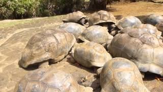 preview picture of video 'Aldabra tortoises eating carrots'