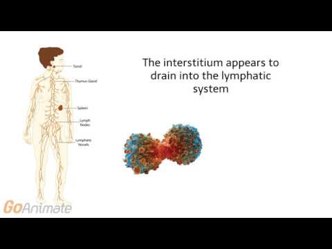 The Interstitium - YouTube