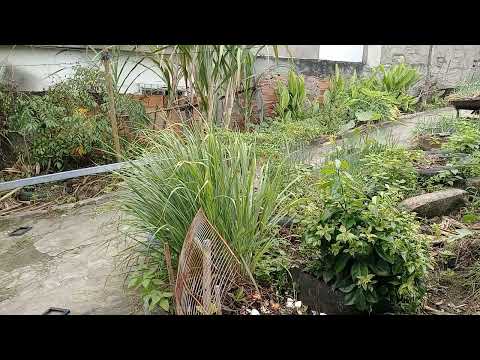 O clima em Dom Macedo Costa hoje 28, 01,2026