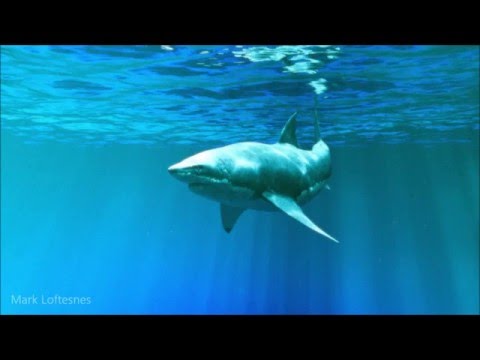 Great white shark 3D model | Blender VFX