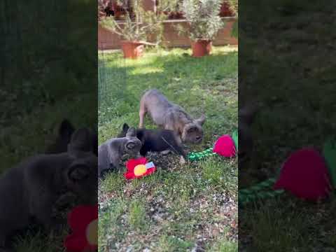 Video 5