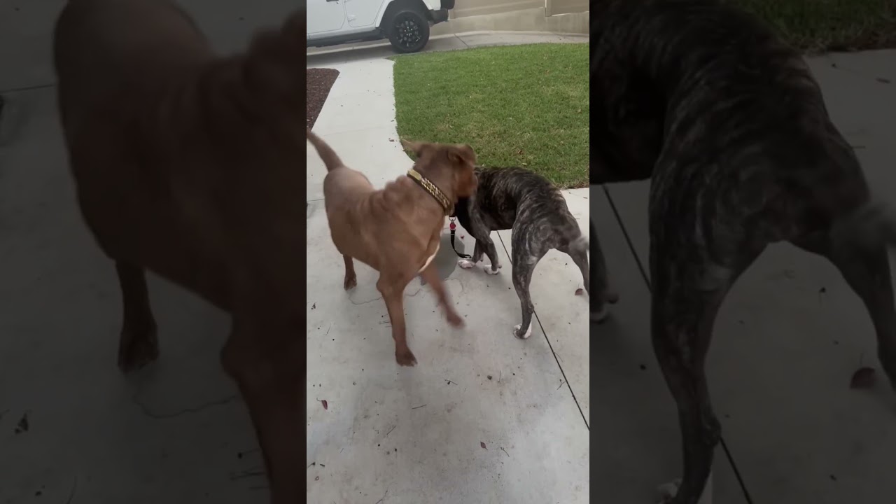 Tiff is an angel , a ADOPTABLE mixed breed in Los Angeles, CA video 3/6