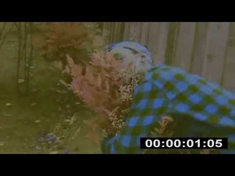 StrangeZoo - Biscuits