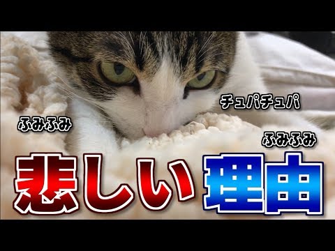 猫が毛布を吸うのはなぜですか?