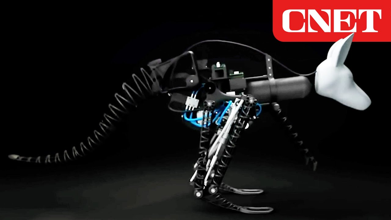 Biophysicist Reacts to Animal Inspired Robotics