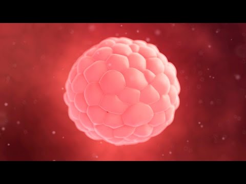 EMBRIOLOGIA CLASE 02/07