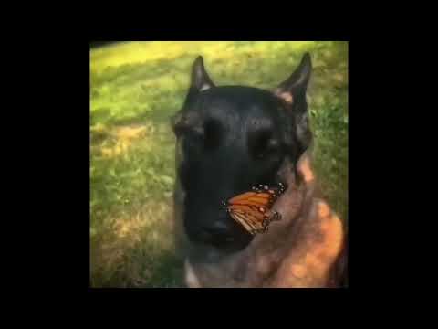 1 HOUR dog with butterfly - I have no enemies