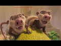 Moarefie The Ice Age Adventures Of Buck Wild 2022 720p Farsi Dubbed V2