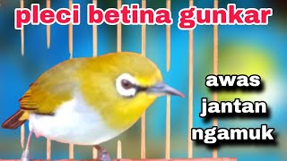Download lagu Suara Pleci Betina Buxtoni Gunkar Memanggil Jantan mp3