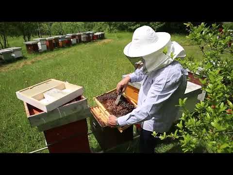 Radovi na pčelinjaku u aprilu i maju