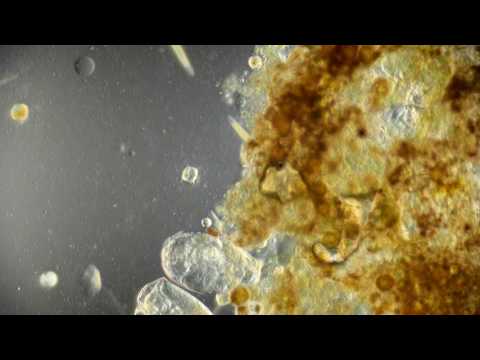 DIC PZO Сувойки