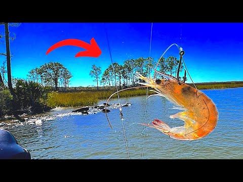Fishing Alabama Gulf Coast Canals & Back Bays With Live Shrimp!... [Multiple Species]