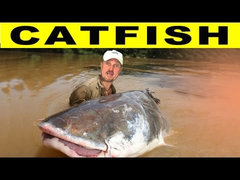 CRAZY CATFISH! - Amazon River Monsters