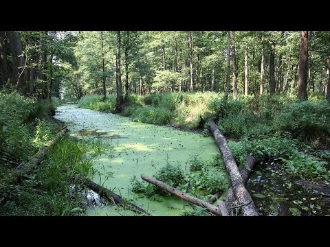 Puszcza Białowieska. Królestwo leśnego żubra. Podróże Bliskie Naturze.
