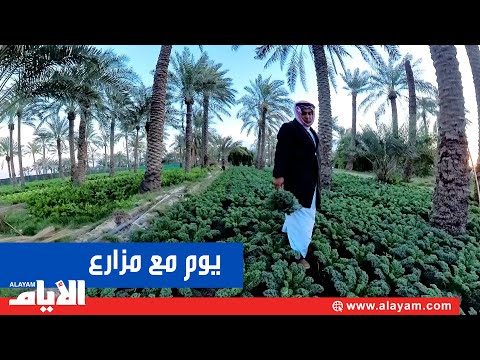 يوم مع المزارع البحريني ميرزا حسن