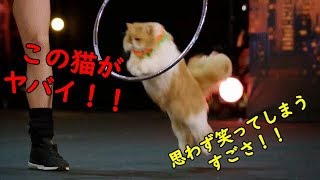 【猫　面白い　かわいい】この猫・・・すごすぎる！！
