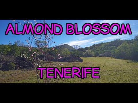🌺Almond Blossom🌺. 🥾Hiking in Santiago del Teide🌋⛰️ Tenerife, Teneriffa Canary Islands Spain.