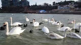 АНАПА 16.01.19 ПОГОДА НЕТ СНЕГА НА ВЫСОКОМ БЕРЕГУ