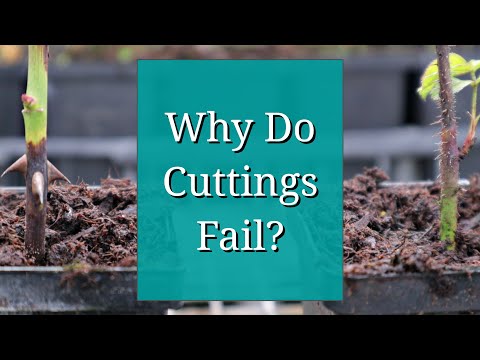 , title : 'Why Do Cuttings Fail? Propagation Tips'