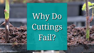 Why Do Cuttings Fail? Propagation Tips