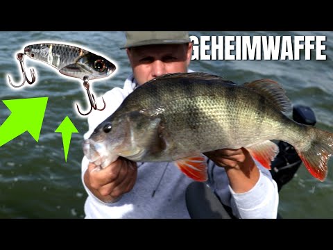 Angeln mit Zikaden - Fängt DIESER KÖDER Barsch, Zander & Hecht?