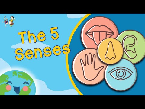 The Five Senses For Kids Video  (Learning Videos For Kids)