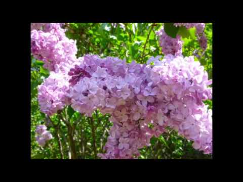 💜WHEN THE WHITE LILACS BLOOMS AGAIN (すみれの花咲く頃)💜  ＨＥＬＭＵＴ   ＺＡＣＨＡＲＩＡＳ