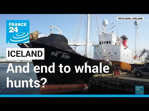 アイスランド、動物愛護上の懸念から捕鯨を一時停止 • フランス 24