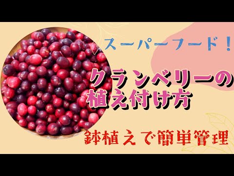 園芸 大粒クランベリー、大粒リンゴンベリー、クランベリー