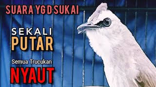 Download lagu Suara Trucukan YG DI SUKAI LAWAN ‼️ SEKALI PUTAR SEMUA TRUCUKAN NYAUT NGROPEL SEKETIKA ‼️ mp3