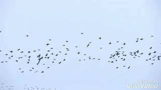 2.0-pullinangal song