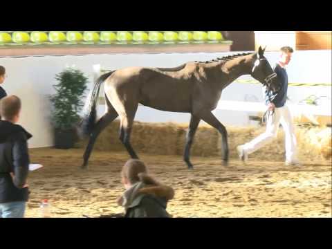 2017-03 Venus Freilaufwettbewerb Marbach