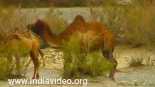 Bactrian Camel at Nubra Valley