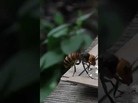 Intelligent trap for catching giant hornets #pestcontrol