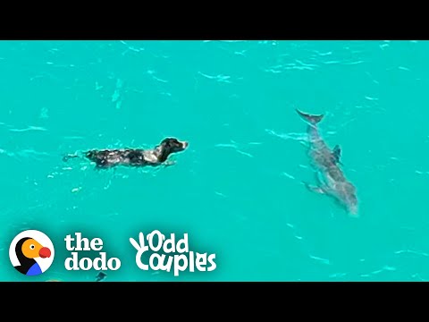 This Dog Loves to Play With His Best Friend - a Dolphin