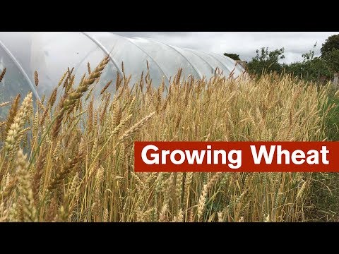 Growing Wheat For The First Time