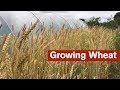 Growing Wheat For The First Time