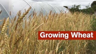Growing Wheat For The First Time