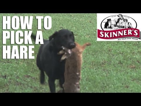 Gundog training tips – how to pick a hare