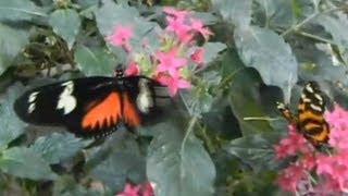 The Butterfly House @ Seattle Pacific Science Center HD