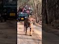 Tiger Attitude In Ranthambore National Park Shorts Shotsfeed