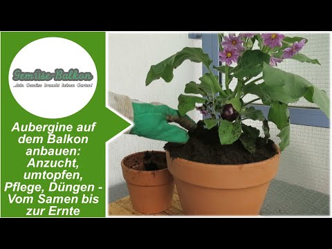 , title : 'Aubergine 🍆 auf dem Balkon anbauen Anzucht 🌱, umtopfen, Pflege ❤️, Düngen Vom Samen bis zur Ernte 🤏'