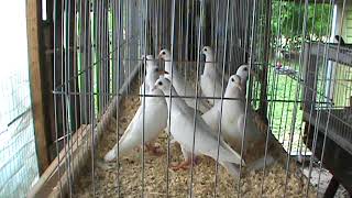 Pigeons For Sale White Racers Ready For Shipment